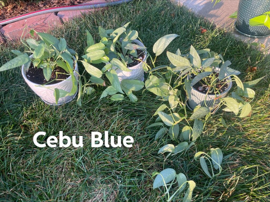 My Pothos Collection
