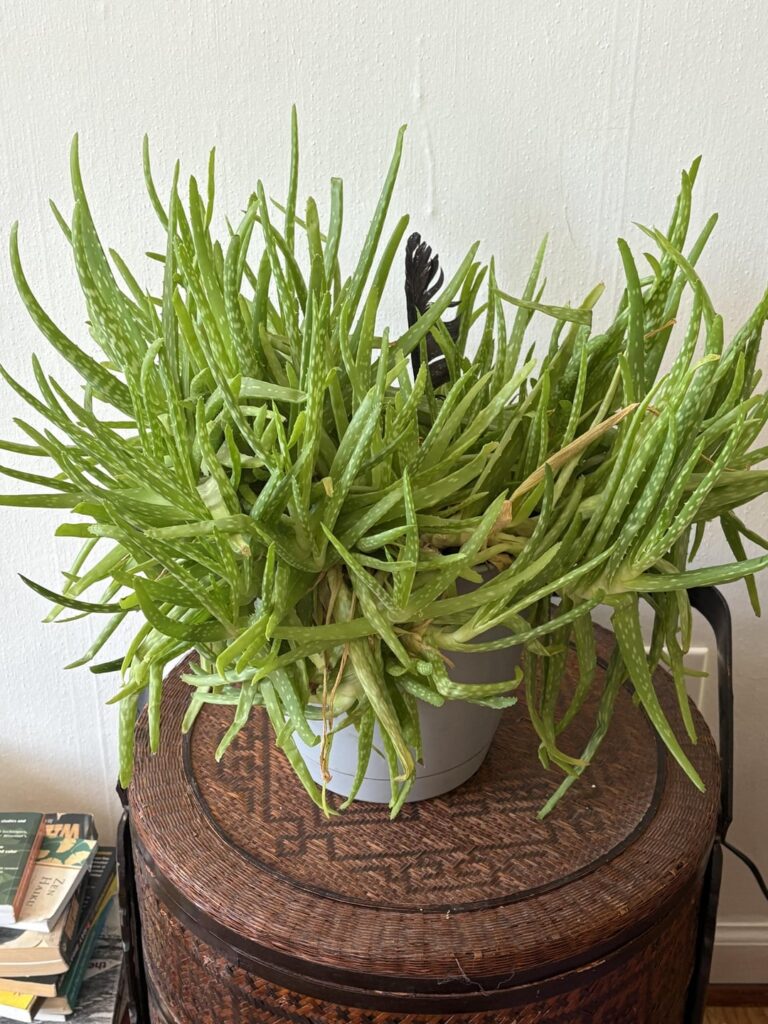 My mom gave me this. how can I make it happier?