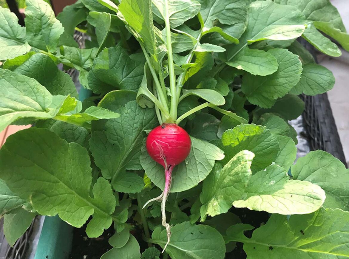An Ode to Radishes, A ‘Fast and Easy Win’ for Home Gardeners