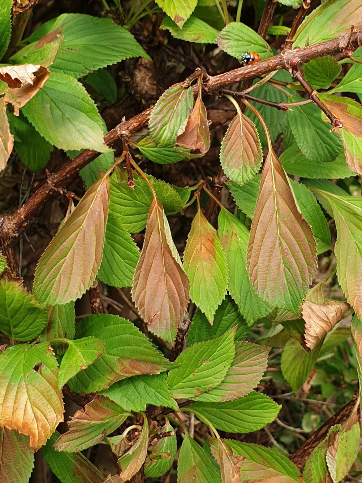 What to do With Sun Scorched Leaves What to do With Sun Scorched Leaves