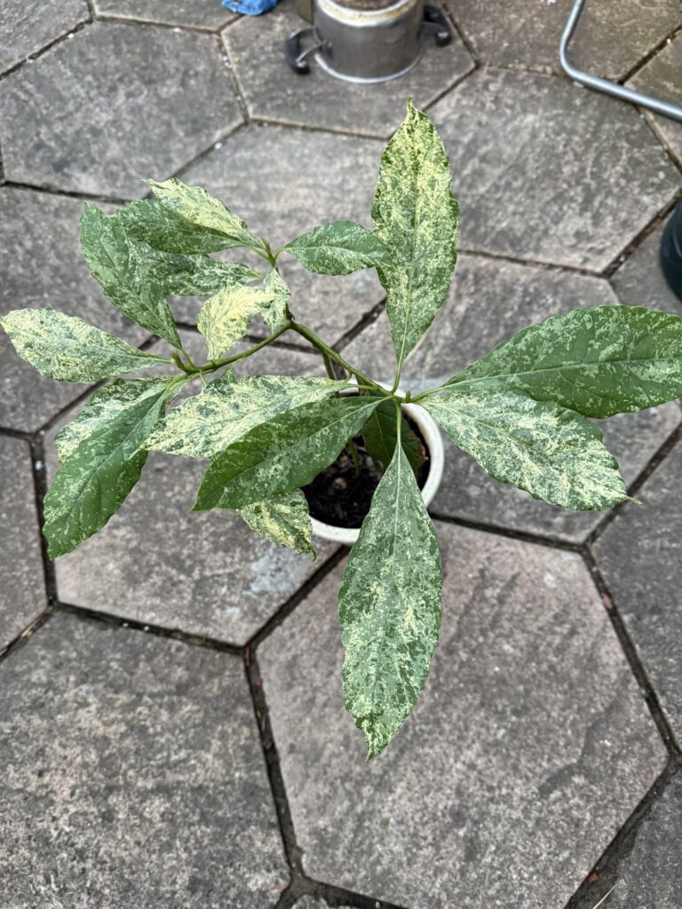 Should I be concerned? White mottled leaves on avocado plant