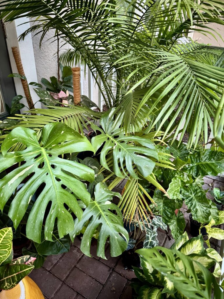 I love my lil jungle 🌴🌱