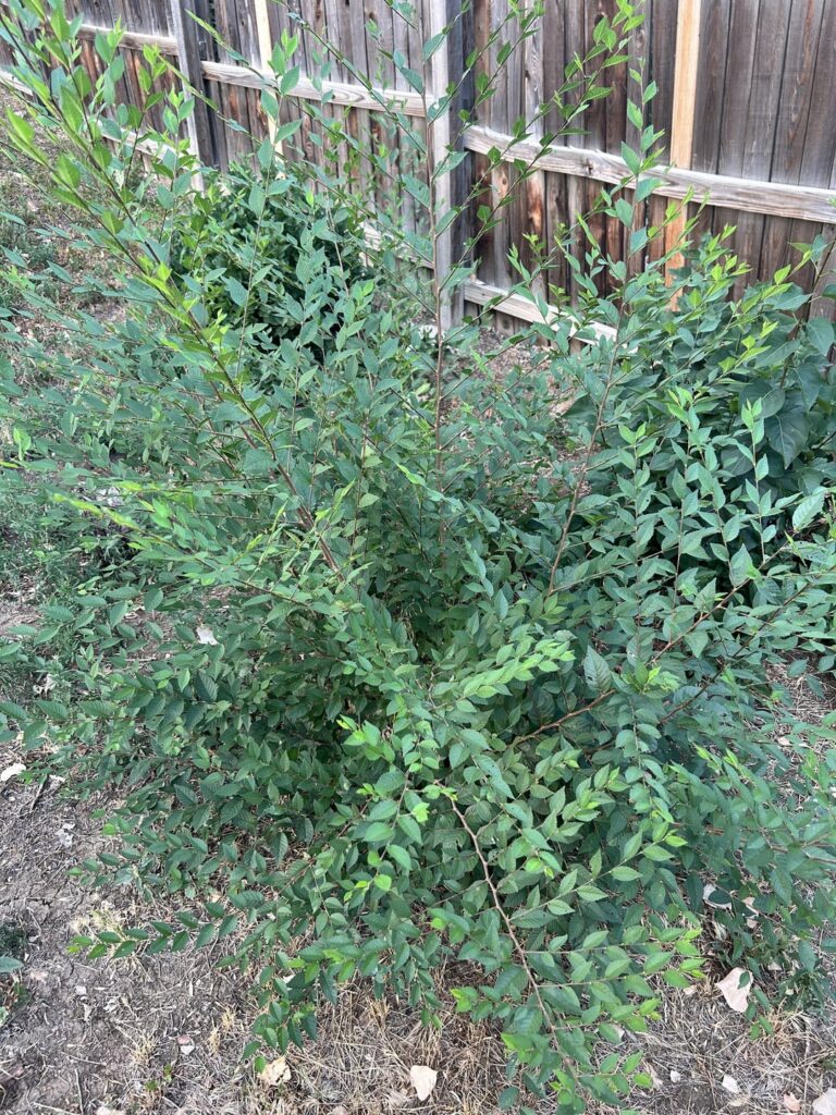 Help me identify this tree in my yard! Denver, CO