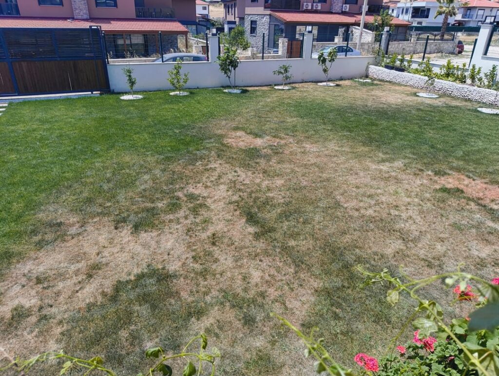Update: My lawn is back in shape. You can congratulate me. 😅