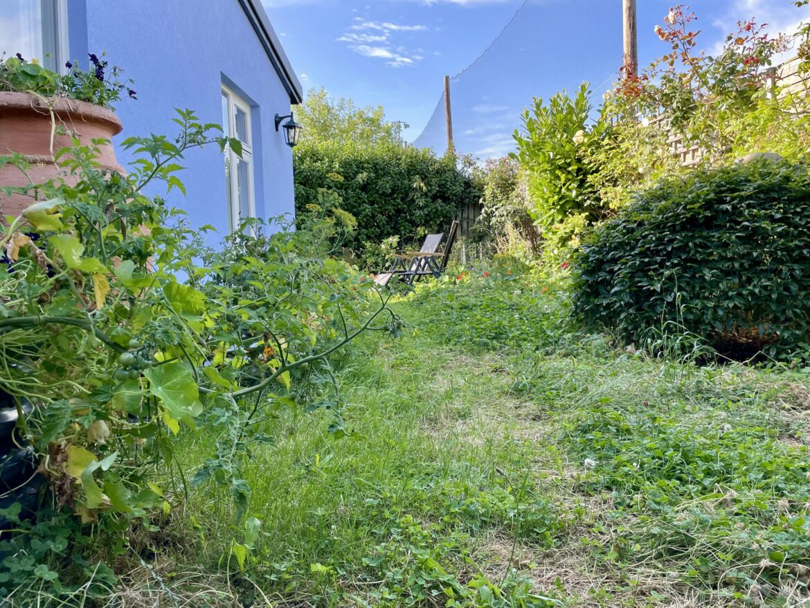 Clover and wildflower lawn (Dublin, Ireland)
