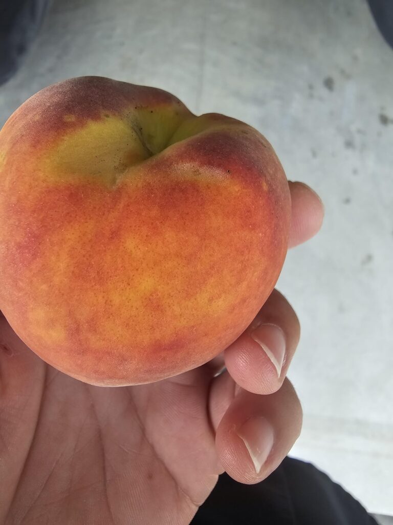 Help identifying peach species