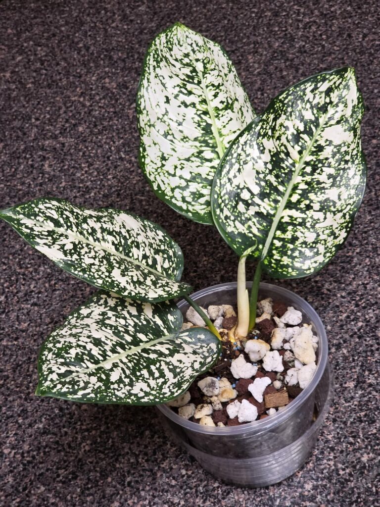 I have the best plant friends