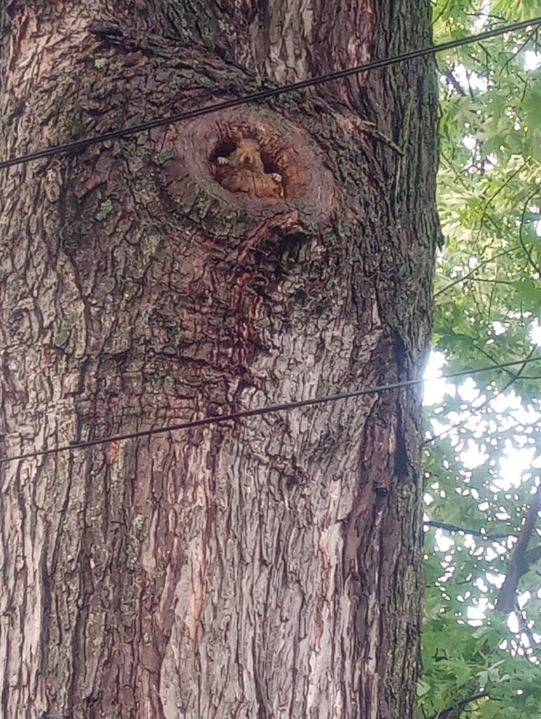 Squirrels in silver maple. Is it bad?