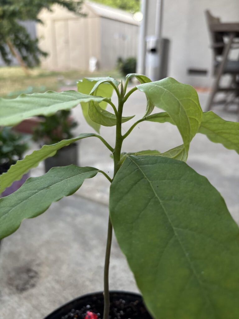 why are my avocado leaves curling?