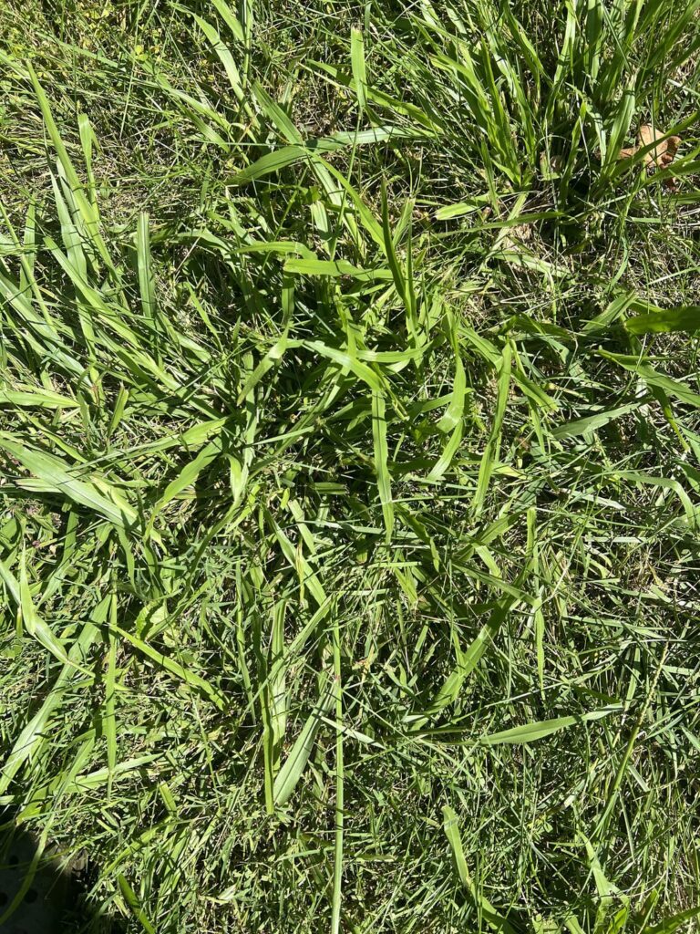 What is this seemingly indestructible weed.