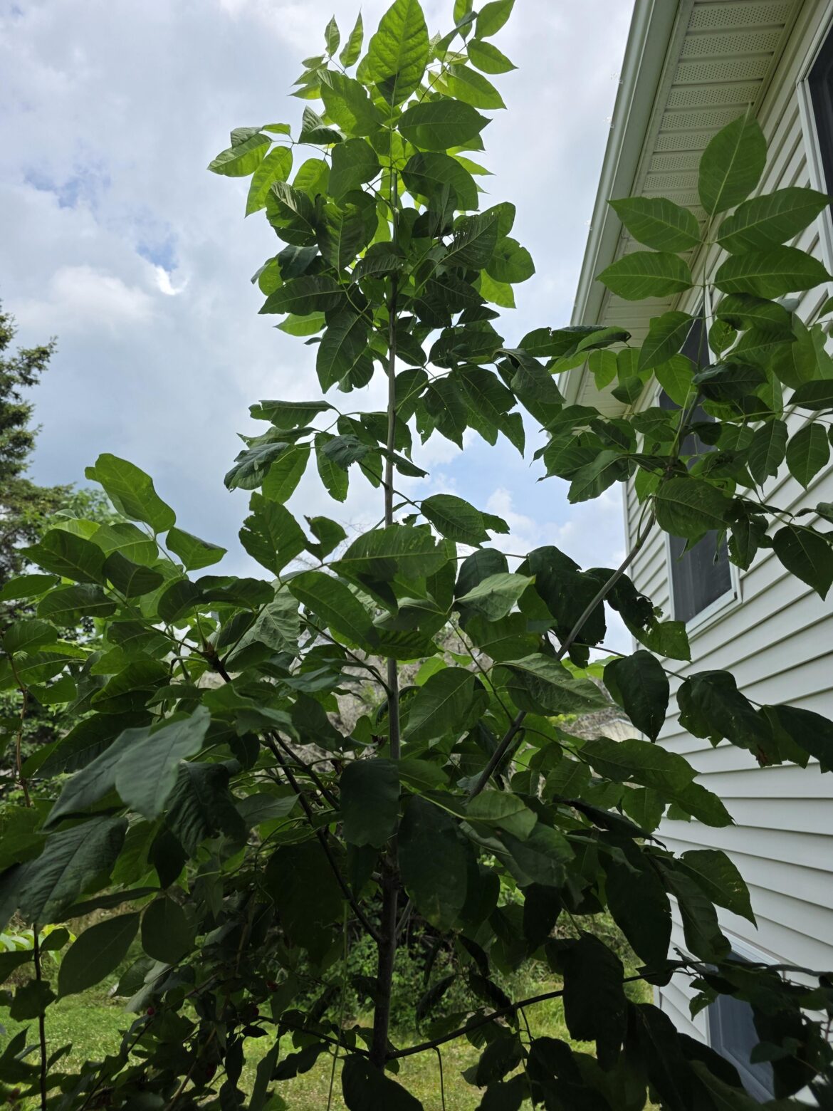 This tree is growing fast, what is it?