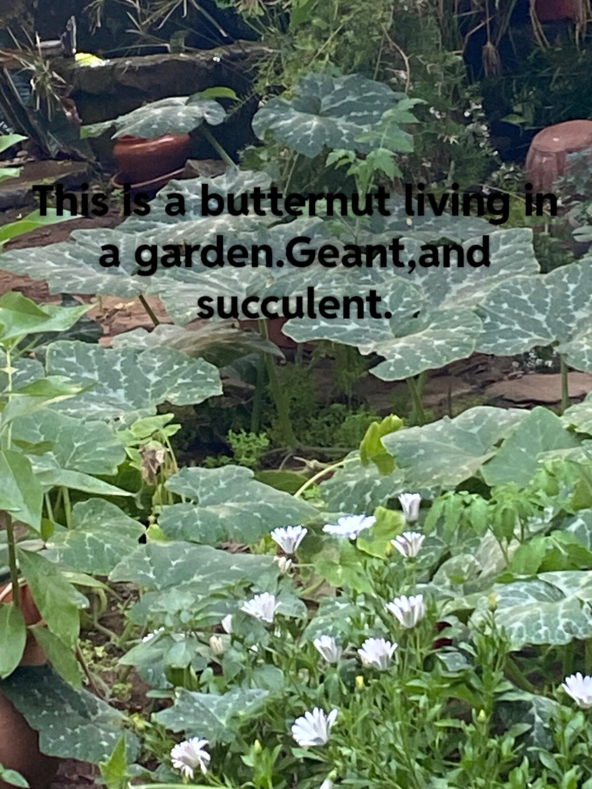 Lovers of butternuts,have you see this ,yet!