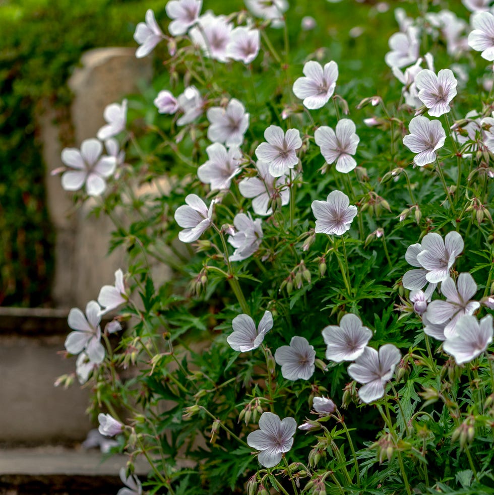 the white blossoms of the hardy geranium kashmir white, spilling over the stone steps in this english garden.