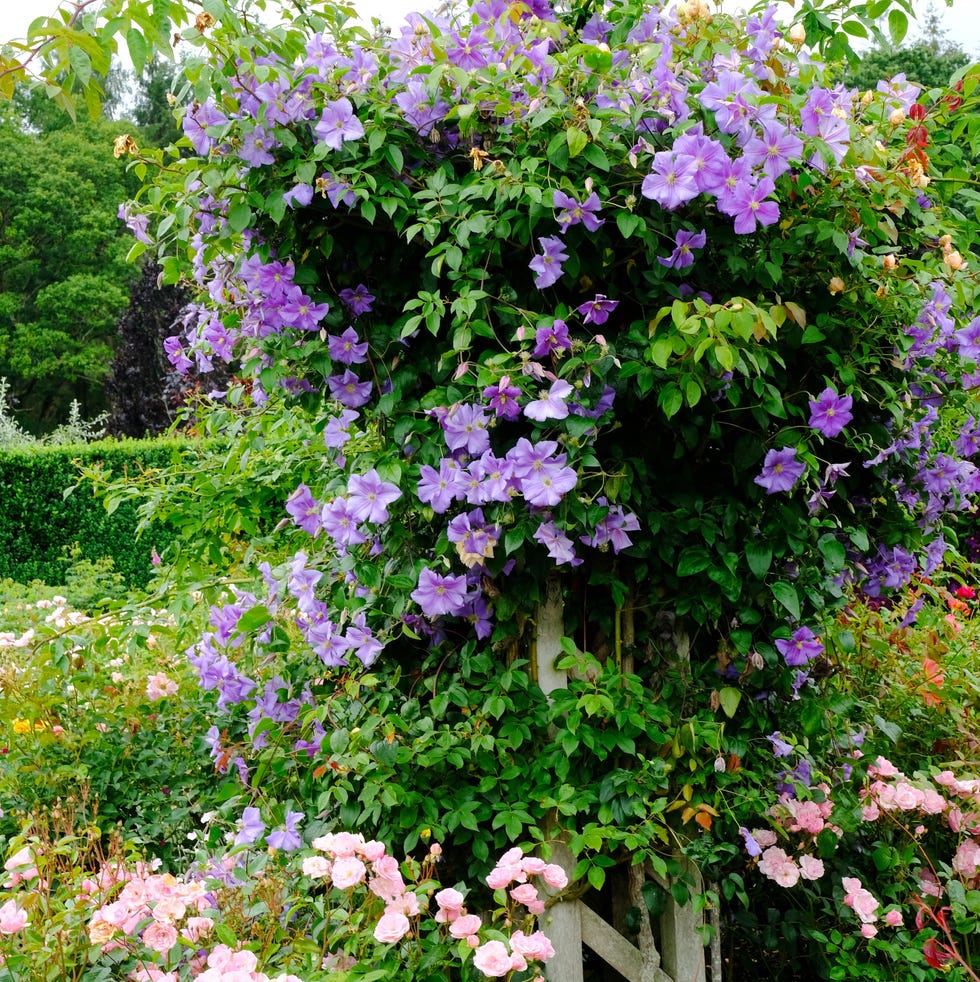 pink roses and purple clematis climbing a single trellis.