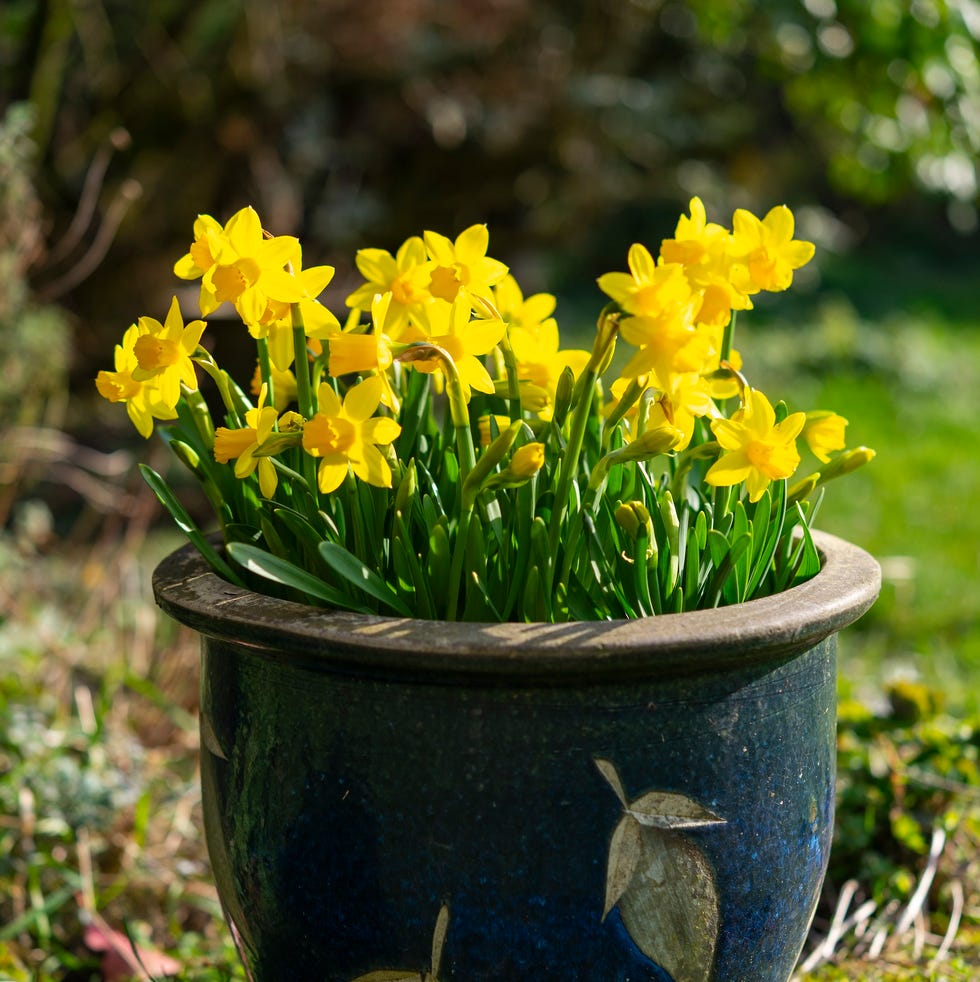 daffodils