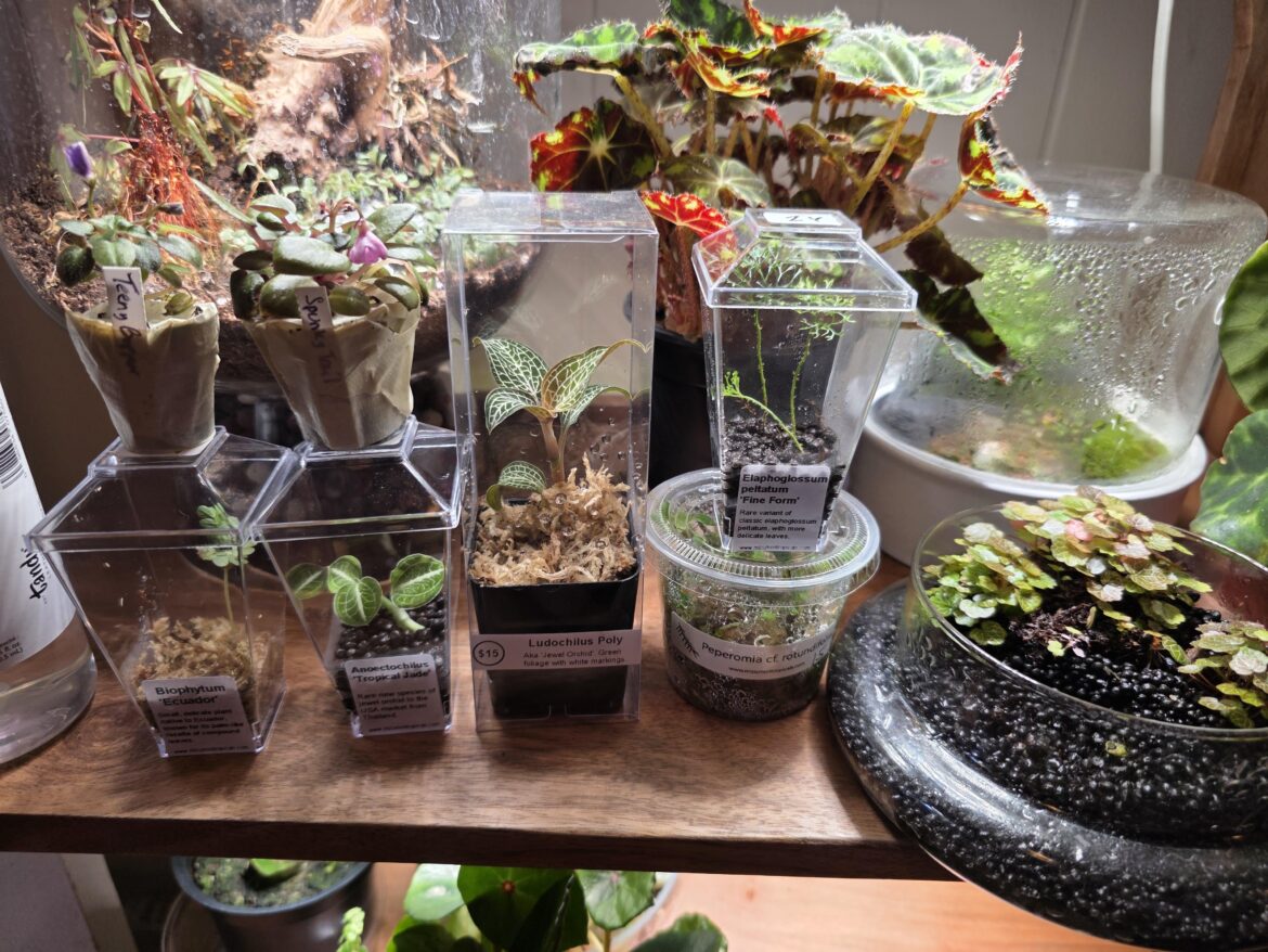 New tiny terrarium plants