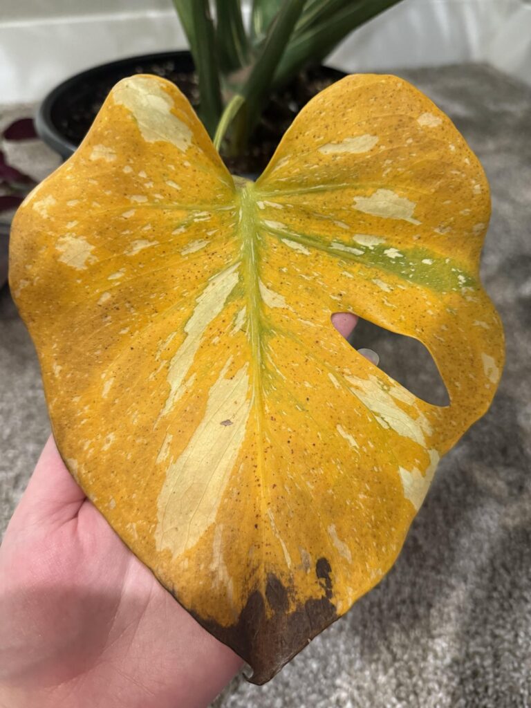 Please help before this plant gives me a stress ulcer