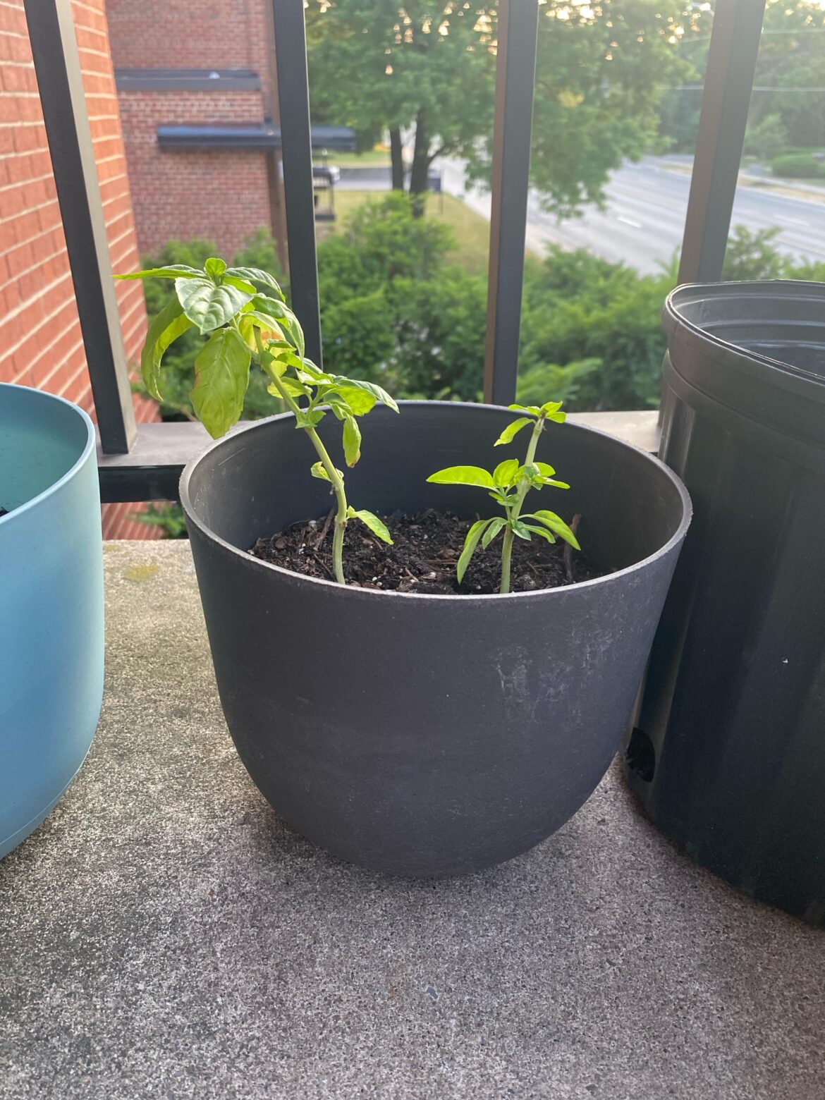 The plant looks so dull. It’s been out since almost 2 months but such less leaves. Any idea what I should do to get more leaves?