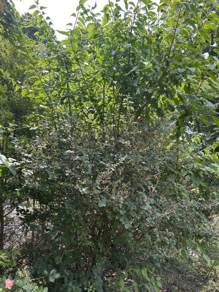 Grafted lilac help
