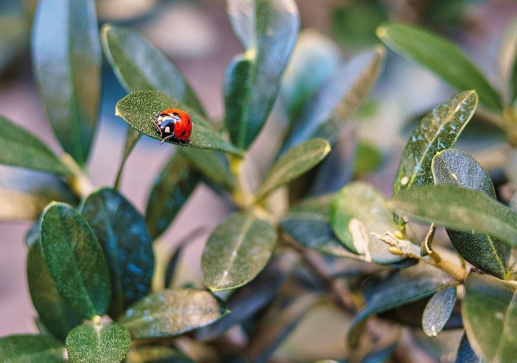 Ladybirds are a gardener’s best friend in July, helping control aphids naturally and keeping your plants healthy without the need for chemicals.