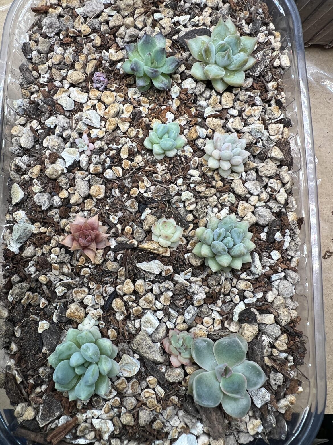 My seedlings have started to grow more after repotting into a small tray!