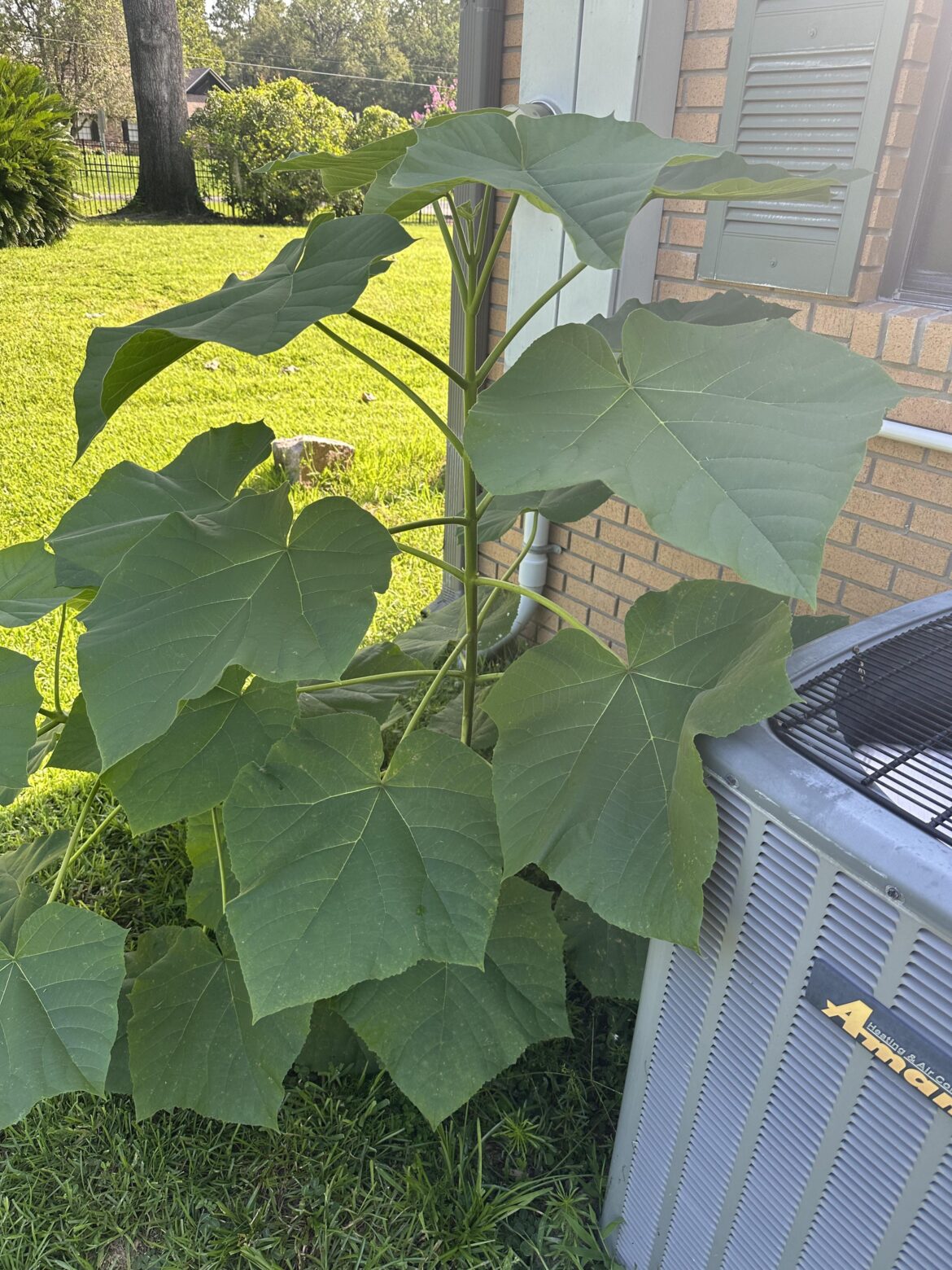 Can someone tell me what this is?