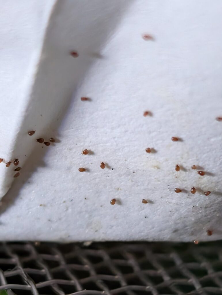 Mites?? In bioactive vivarium Mites?? In bioactive vivarium