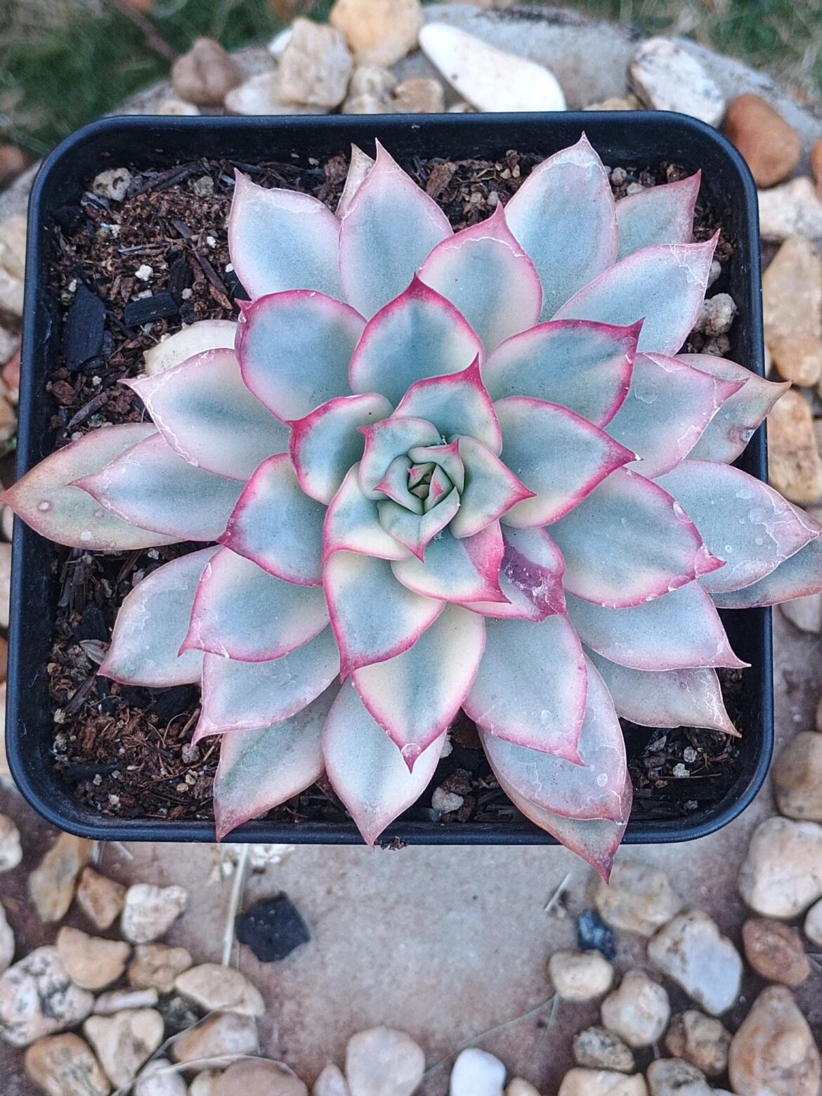 Echeveria Esther variegated