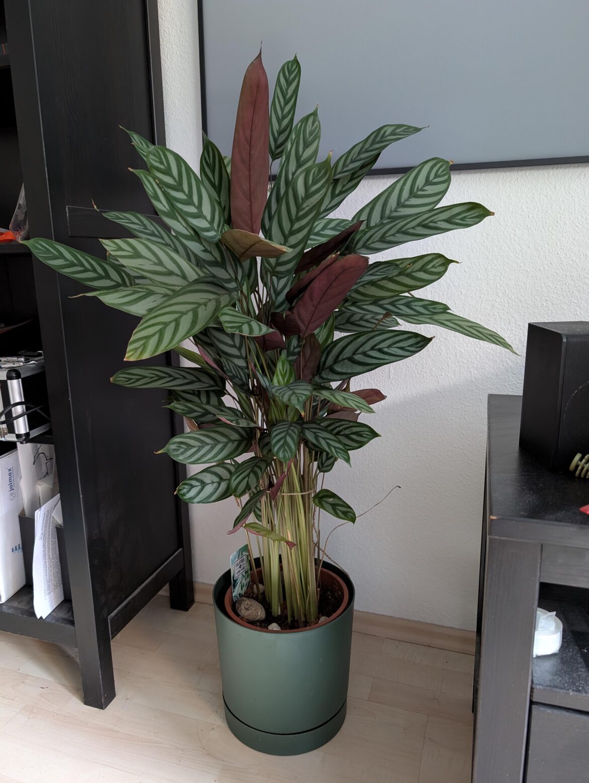 After 5 years of relentless war, I think this b*ch has finally made peace with me. After 5 years of relentless war, I think this b*ch has finally made peace with me.