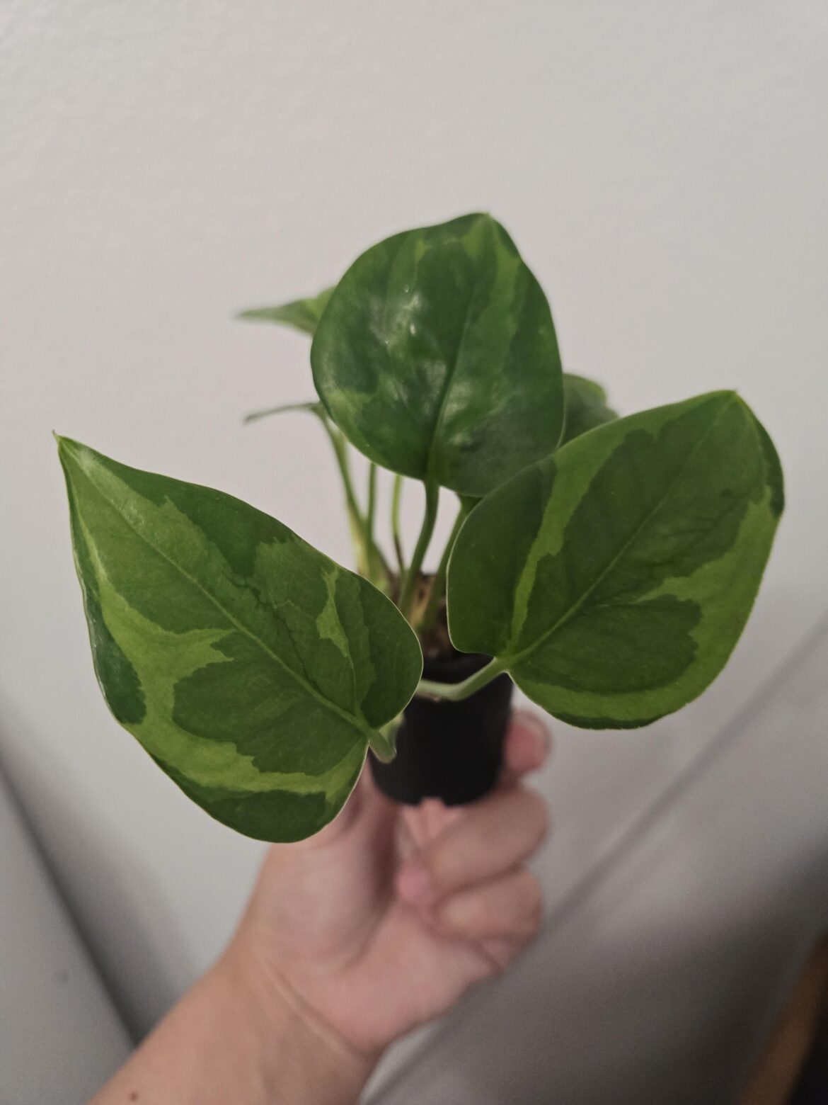What kind of pothos is this?