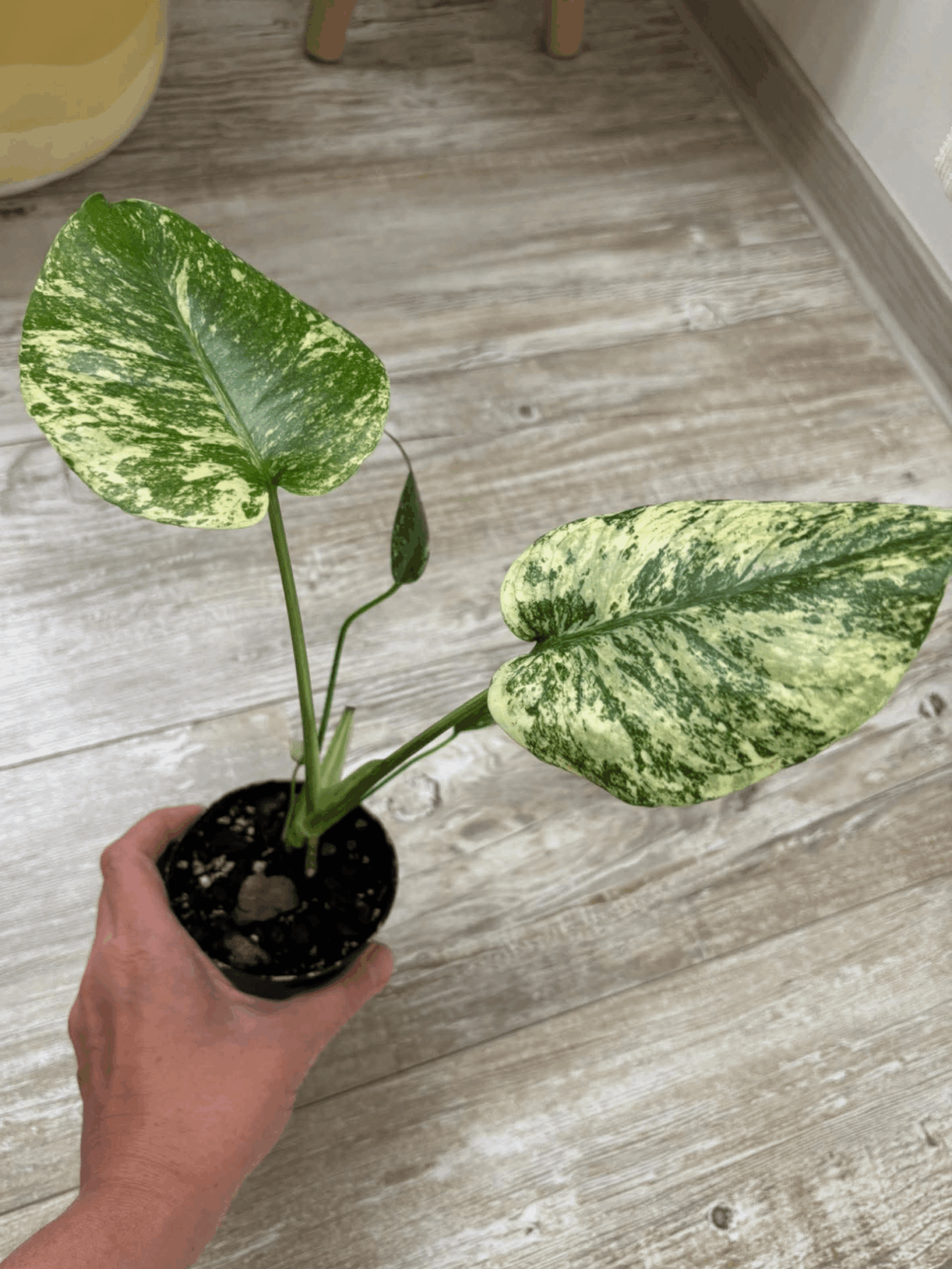 Is this a Monstera Mint or...?