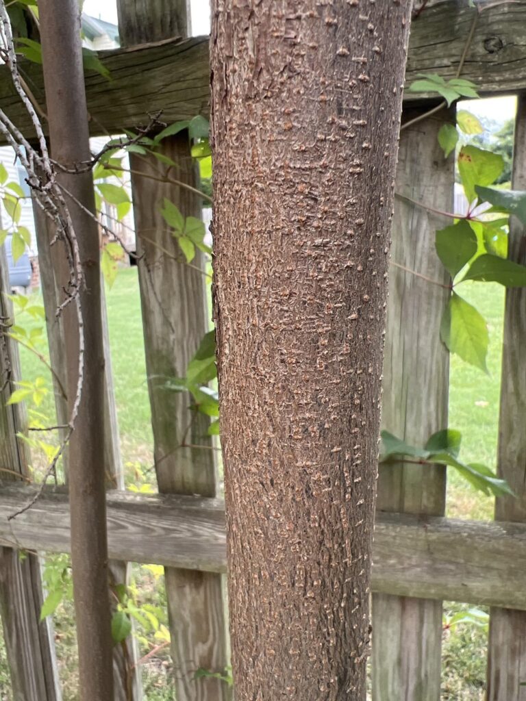 What type of tree?