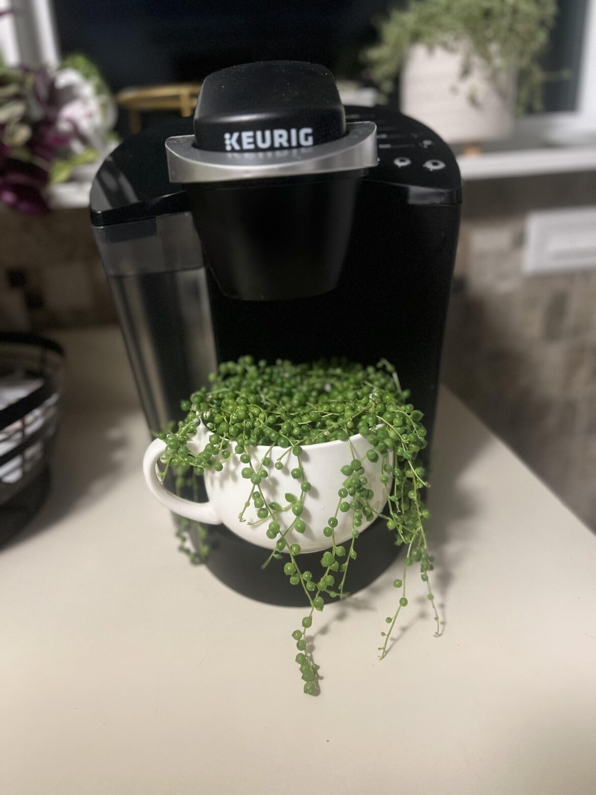 Morning cup of pearls anyone?