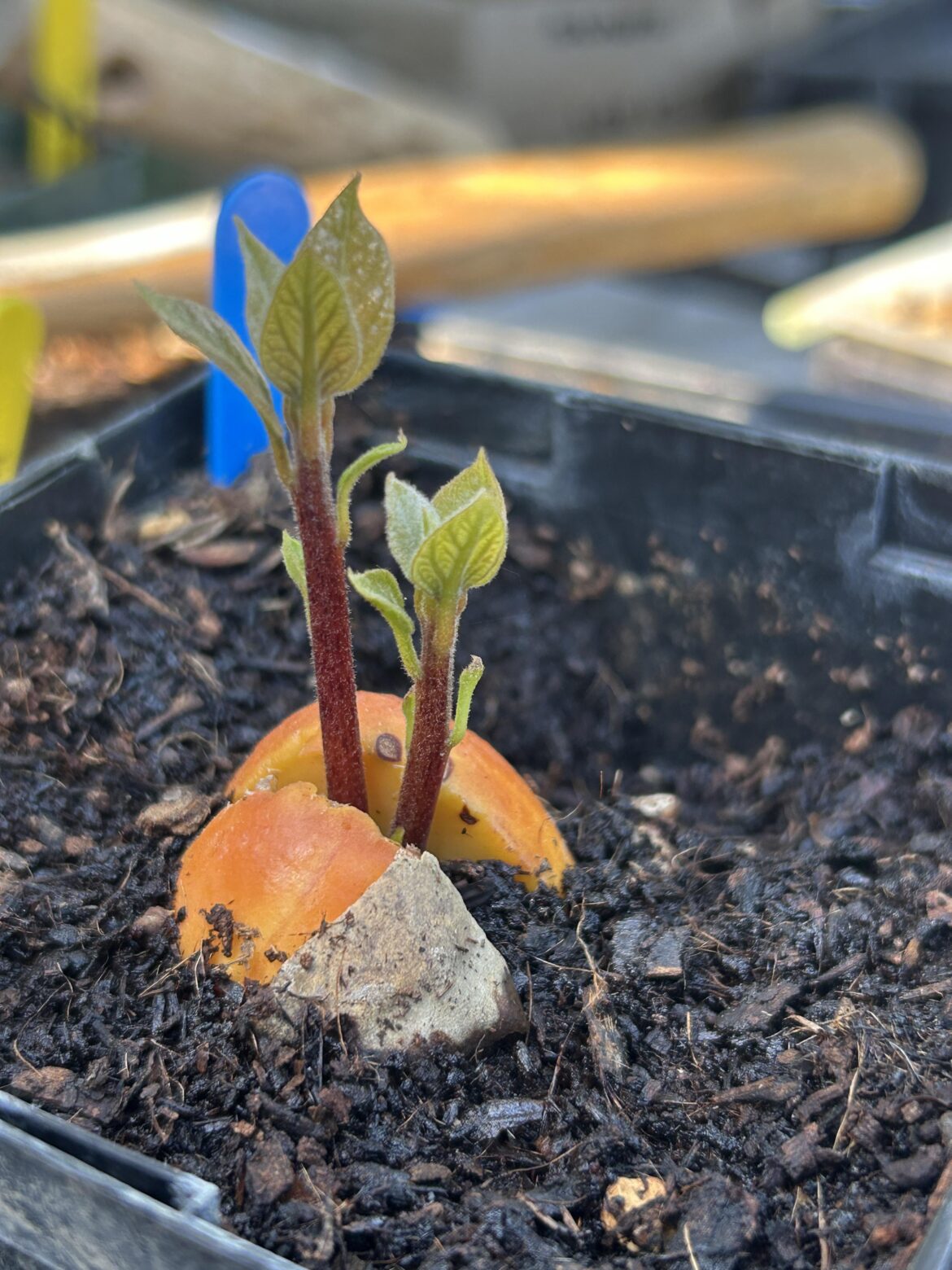 Polyembryonic avocado seed