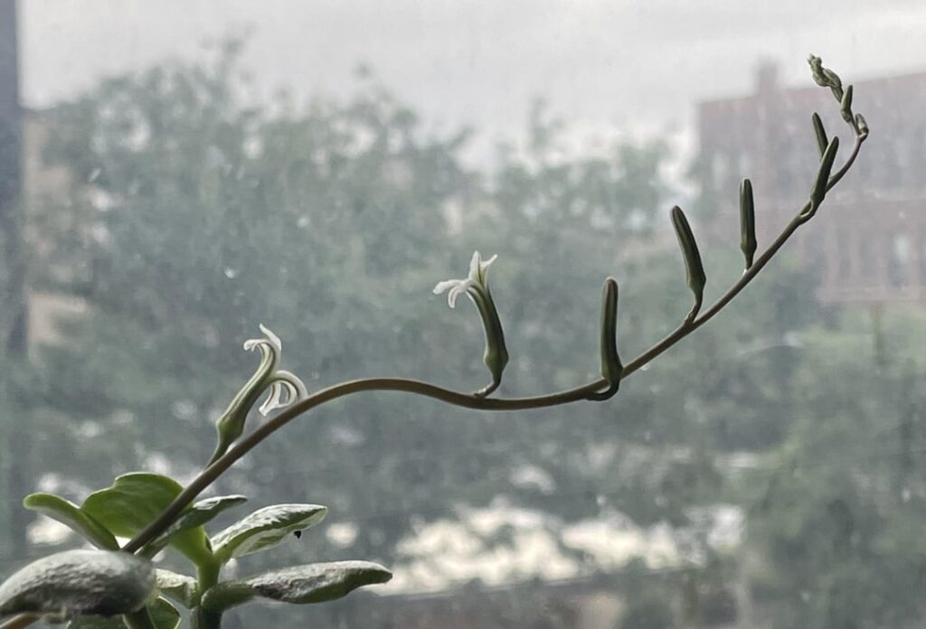 Flower Update Flower Update