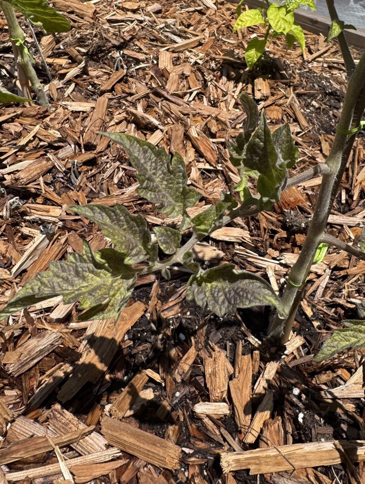 Tomato leaves turning purple?