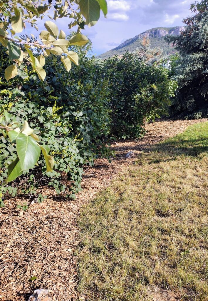 Has anyone had success with cardboard and wood chips?? Has anyone had success with cardboard and wood chips??