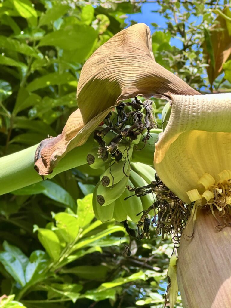 Banana trees in England went bananas