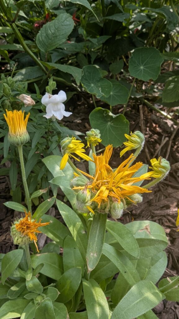 Calendula mutation