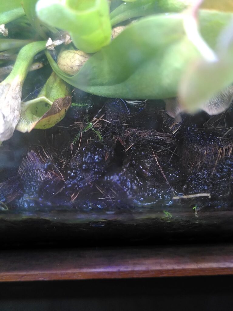 Black Bubbel Fungus?