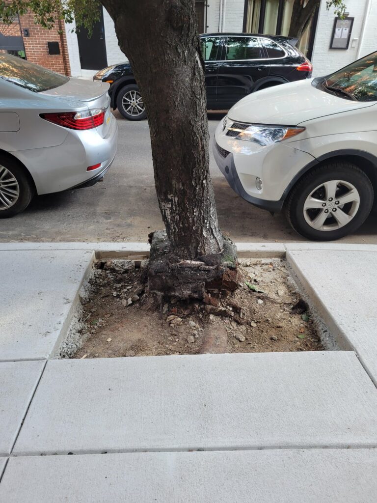 Tree pits widened, but will anything survive?