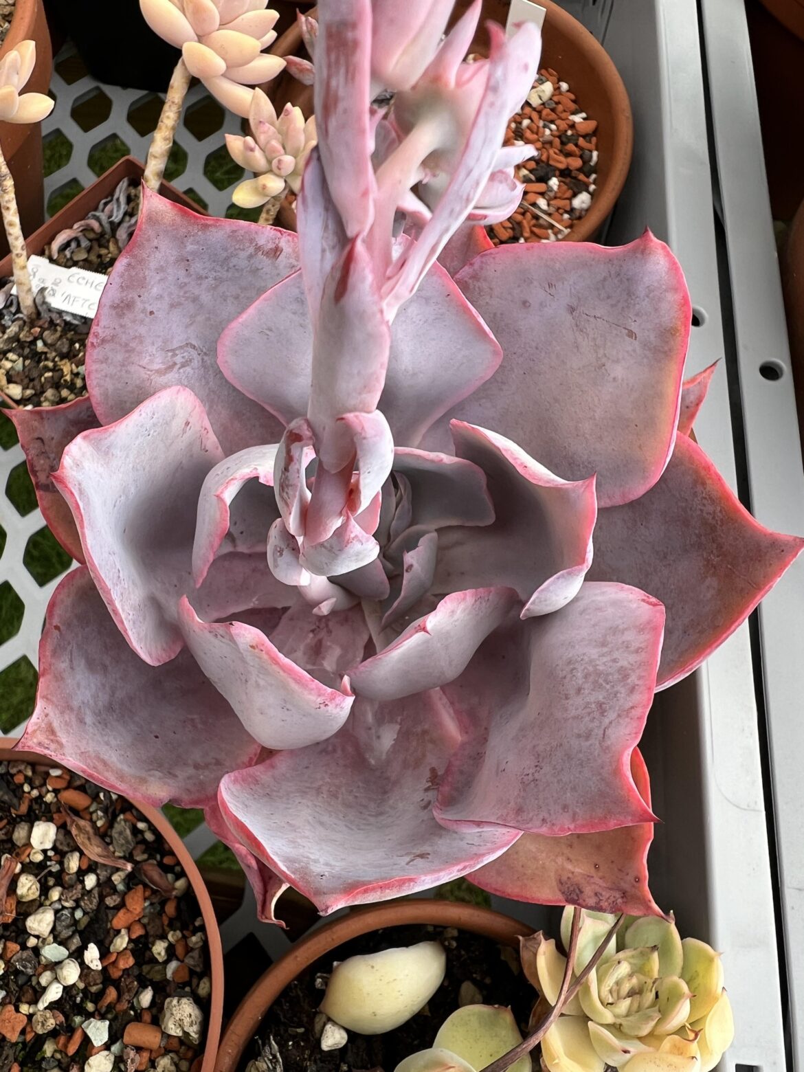 Echeveria Afterglow