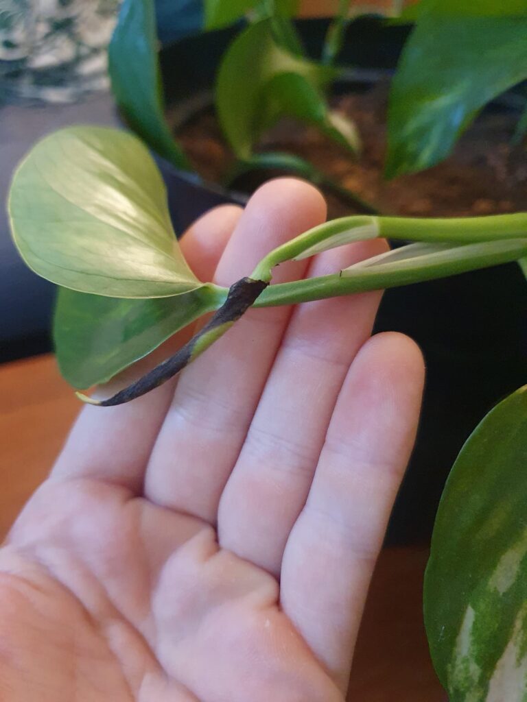 please tell me this isn’t thrips please tell me this isn't thrips