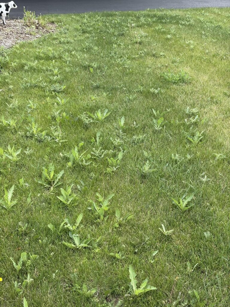 I spend hours every week pulling around my house — the lawn is infested with weeds. I cannot get ahead of it. It’s embarrassing, aggravating to have the worst lawn on the block. I spend hours every week pulling around my house — the lawn is infested with weeds. I cannot get ahead of it. It's embarrassing, aggravating to have the worst lawn on the block.