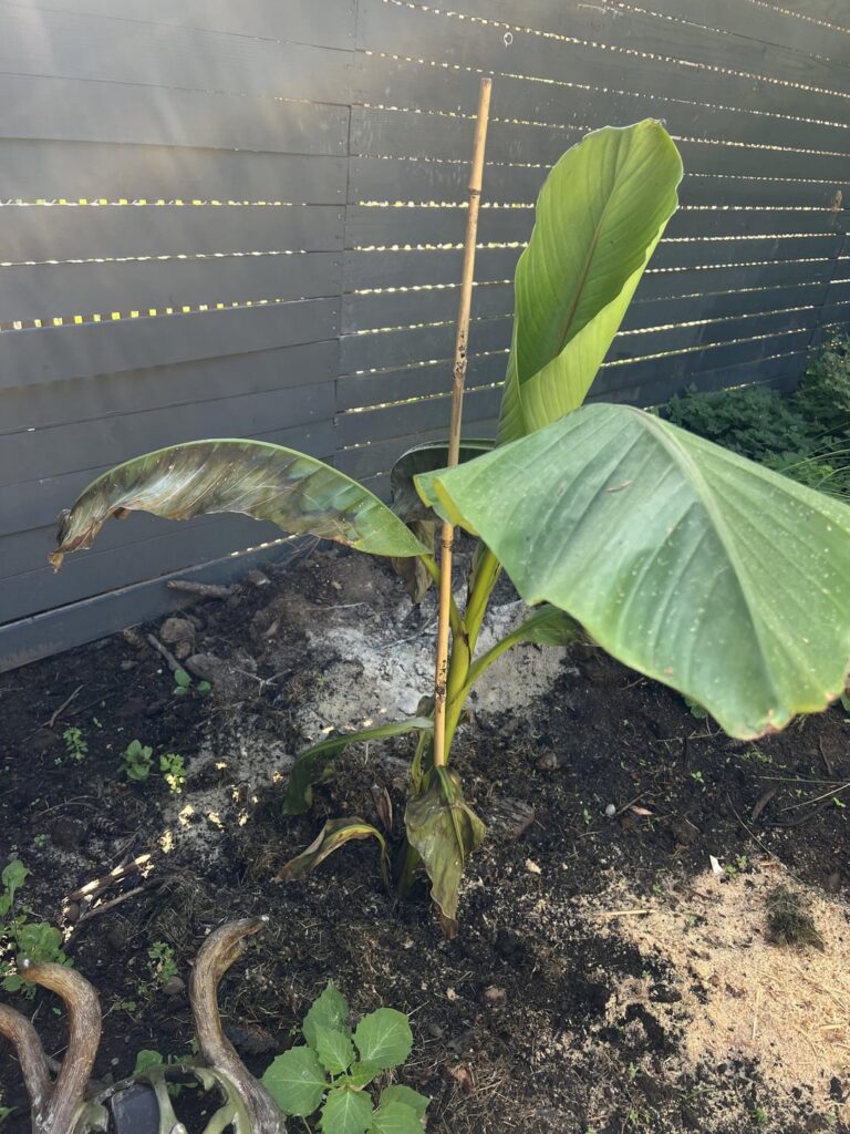 New Banana Plants – what’s happening? New Banana Plants - what’s happening?