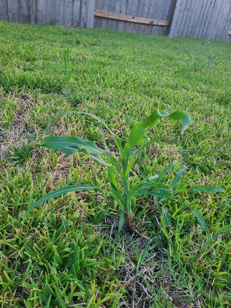 Uhhhh, is this corn? Uhhhh, is this corn?