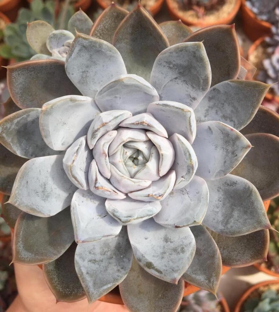 Echeveria ‘Snow Bunny’
