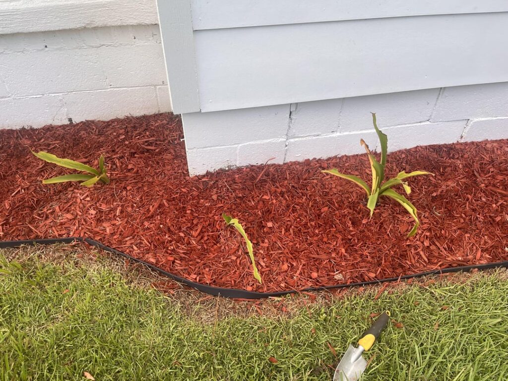 Dying amaryllis