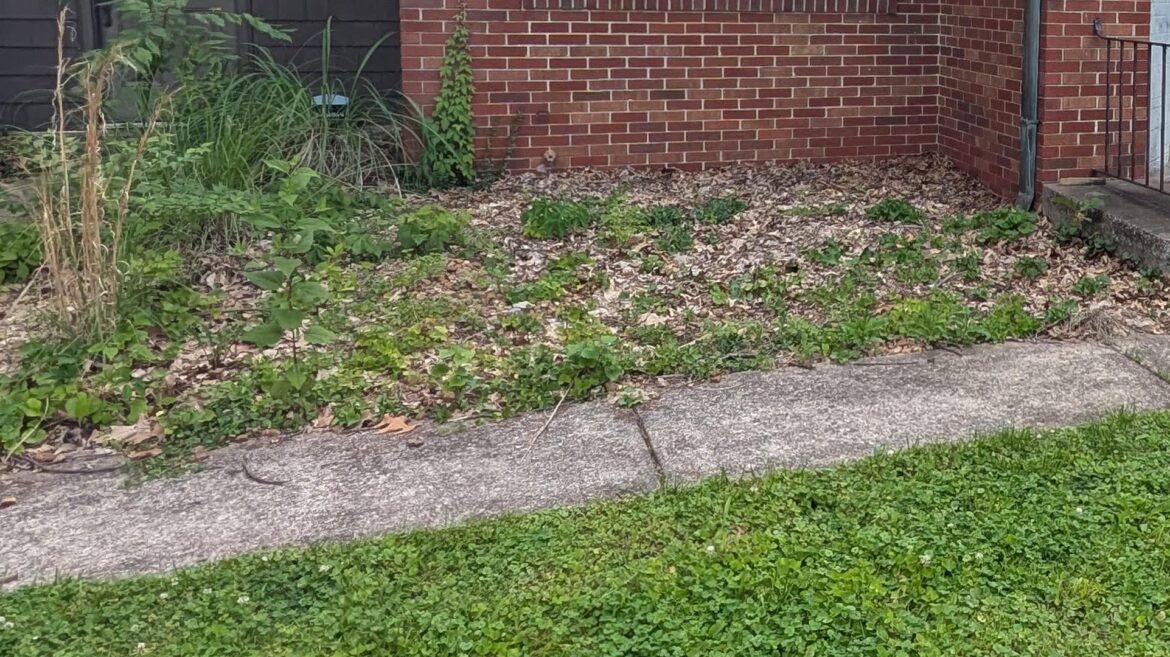 Gardeners issue warning against common landscaping blunder: ‘It doesn’t really work’ Commenters offered alternative solutions.