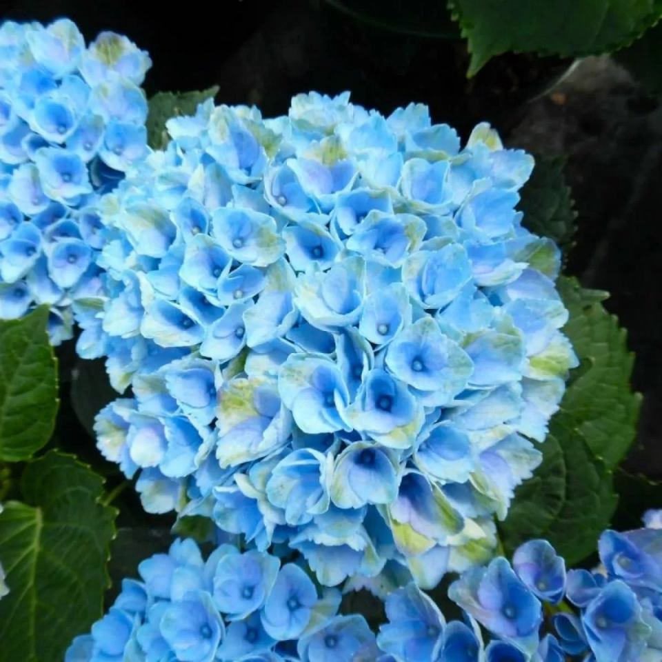 Powder blue hydrangea.